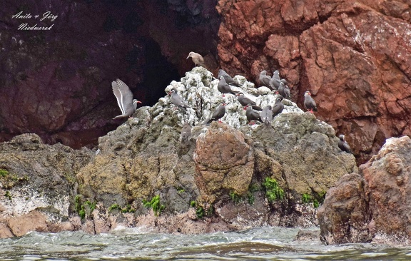 Inkaseeschwalbe (Larosterna inca)